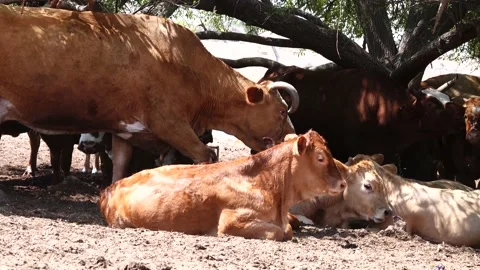 Grazing Cows 스톡 동영상 163713716