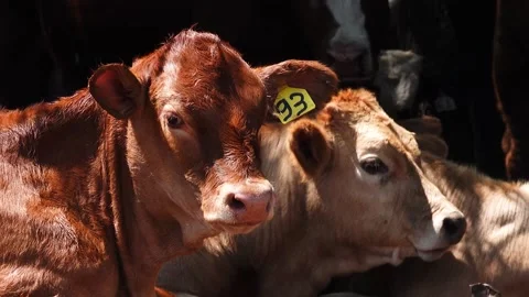 Grazing Cows 스톡 동영상 163714020