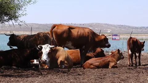 Grazing Cows 스톡 동영상 163714043