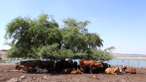 Grazing Cows 스톡 동영상 163714072