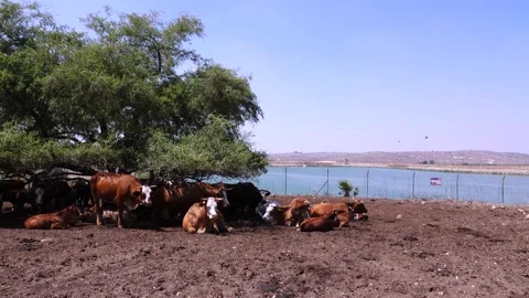 Grazing Cows 스톡 동영상 163714073