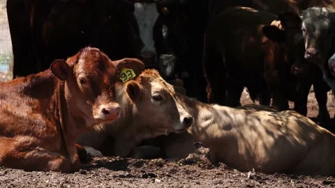 Grazing Cows 스톡 동영상 163714077