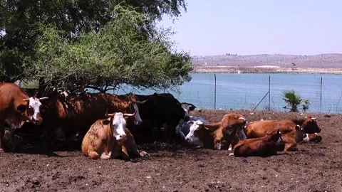 Grazing Cows 스톡 동영상 163714111