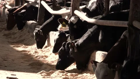 Grazing Cows 스톡 동영상 167679787