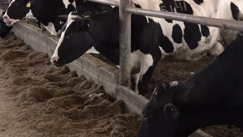 Grazing Cows Vidéo 167679791