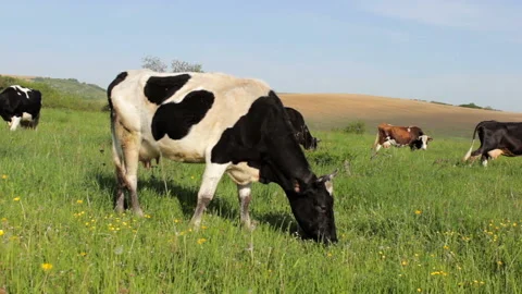 Grazing cows on the grass Stock Footage 89718127