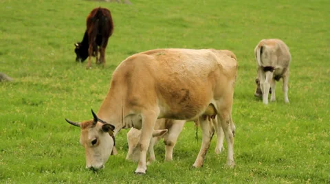 Grazing cows on a green field Stock Footage 33878283