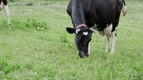 Grazing cows in a green pasture Stock Footage 344825190