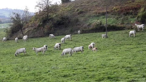Grazing cows on a hill 動画素材 69834026