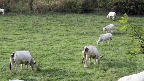 Grazing cows on a hill Stock Footage 69851336