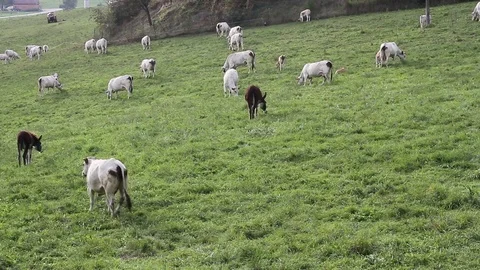 Grazing cows on a hill Stock Footage 69853235