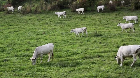 Grazing cows on a hill Stock Footage 69856866