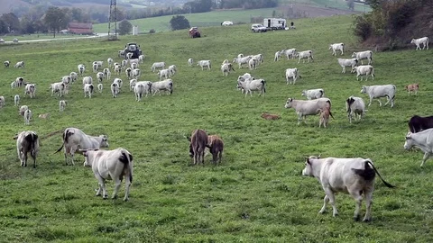 Grazing cows on a hill Stock Footage 69872951