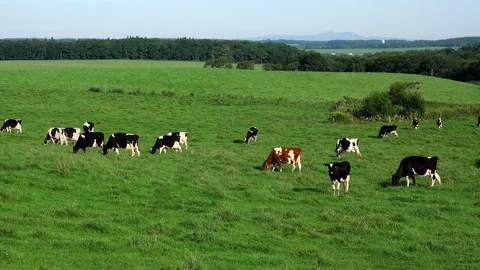 Grazing cows, Hokkaido Stock Footage 127950778
