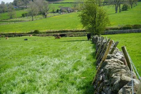 Grazing Cows In Lush Green Fields With Dry Stone Walls, Youlgrave, The Peak 库存照片