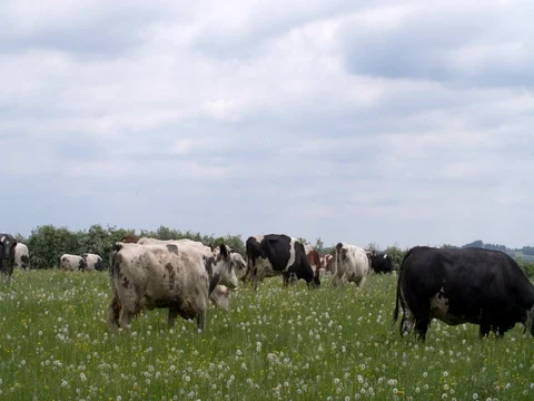 Grazing cows in a meadow in Belgium Ardennes Stock Footage