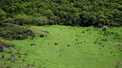 Grazing cows in meadow Stock Footage 49962333