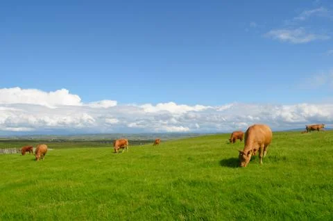 Grazing cows in the meadow Stock Photos