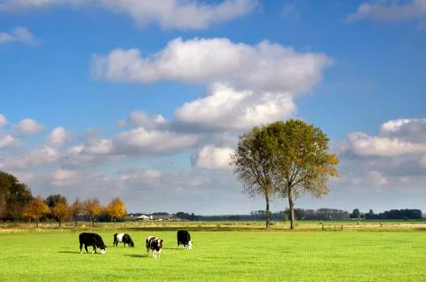 Grazing cows in a meadow Stock Photos