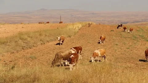 Grazing Cows in Moor Stock Footage 61004352