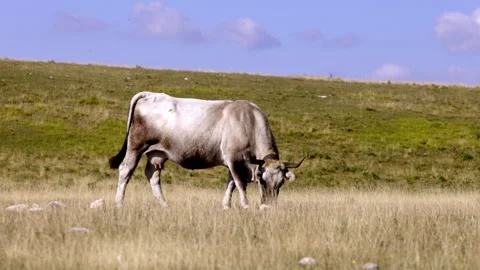 Grazing cows in mountain in italy Video stock 235415596