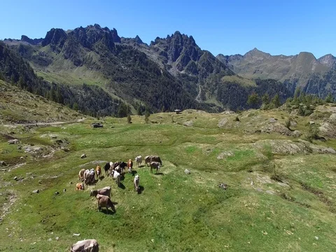 Grazing cows - Mountain pasture Stock Footage 70801352