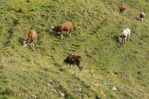 Grazing cows on a mountain side Stock Photos