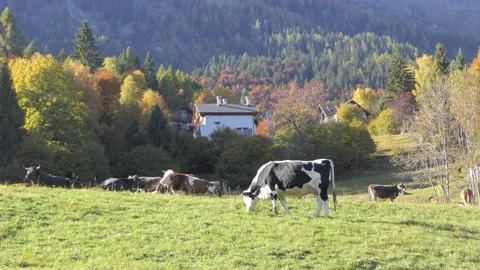 Grazing cows in the mountains Stock Footage 165271277