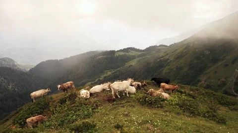 Grazing cows in the mountains. A herd of cows go to the pasture. Stock Footage 139236910