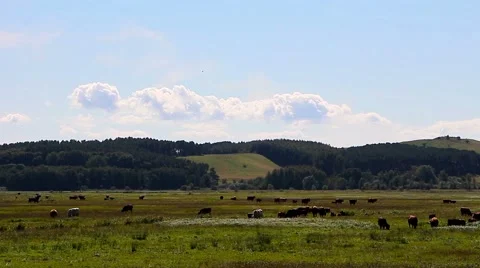Grazing cows in a pasture , time lapse Stock Footage 42873112