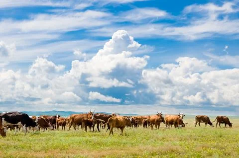 Grazing cows Stock Photos