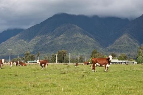 Grazing cows Stock Photos