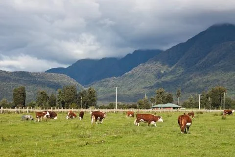 Grazing cows Stock Photos