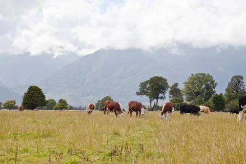 Grazing cows Stock Photos