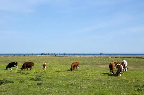 Grazing cows Stock Photos