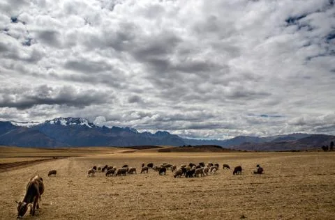 Grazing cows Stock Photos