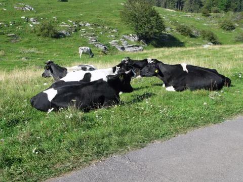 Grazing cows Stock Photos