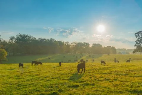 Grazing Cows Stock Photos