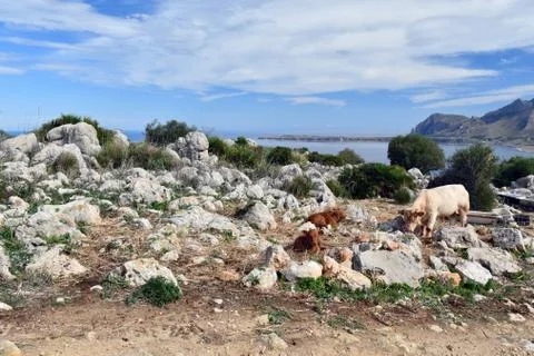 Grazing cows. Stock Photos