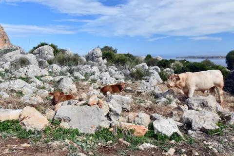 Grazing cows. Stock Photos