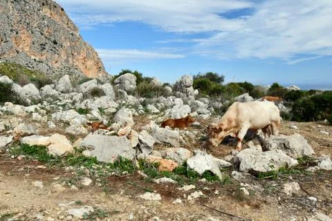 Grazing cows. Stock Photos