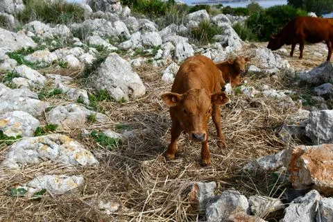 Grazing cows. Stock Photos