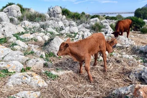 Grazing cows. Stock Photos