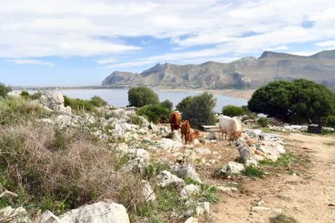 Grazing cows. Stock Photos