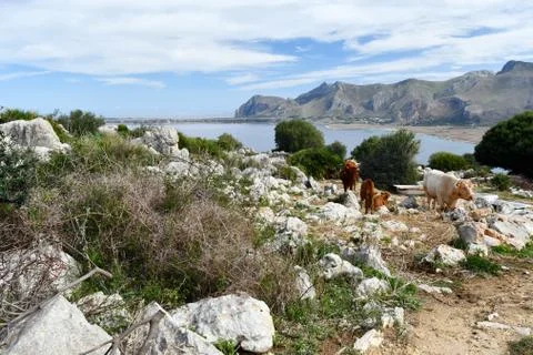 Grazing cows. Stock Photos