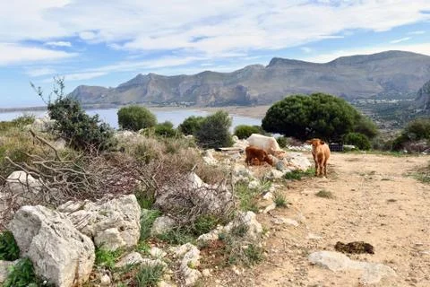 Grazing cows. Stock Photos