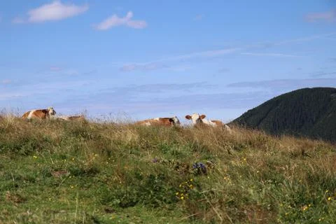 Grazing cows Stock Photos