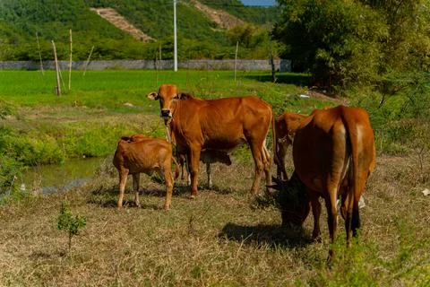 Grazing cows. Stock-Fotos