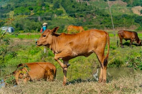 Grazing cows. Фото