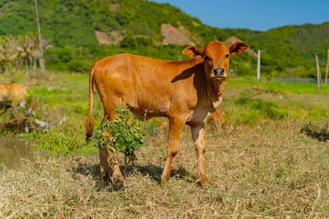 Grazing cows. Photos